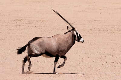 Brown and black long-horned animals on sand
